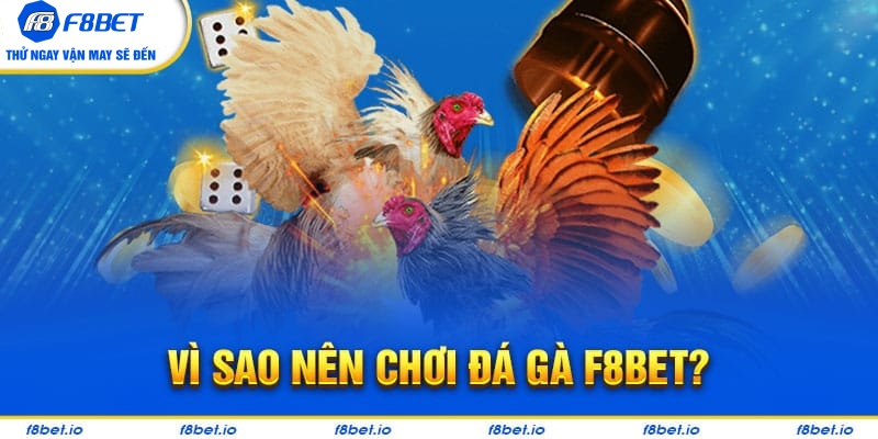 Tại sao bạn nên tham gia đá gà tại F8bet?